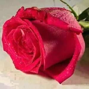 Meet your Posher, Carmen